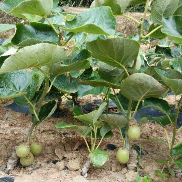 Kiwi Seedlings