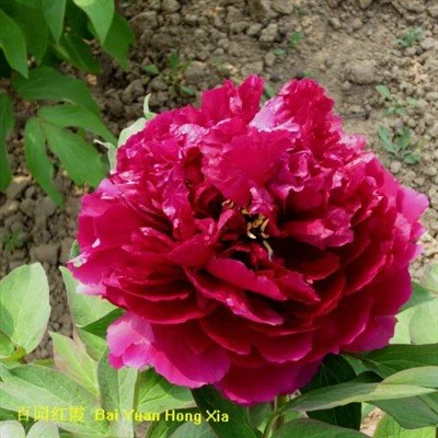 Koks Peonija Bai Yuan Hong Xia