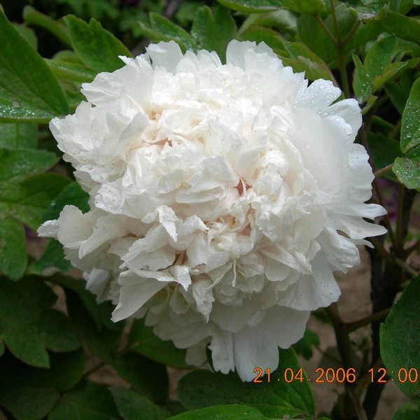 white (2)